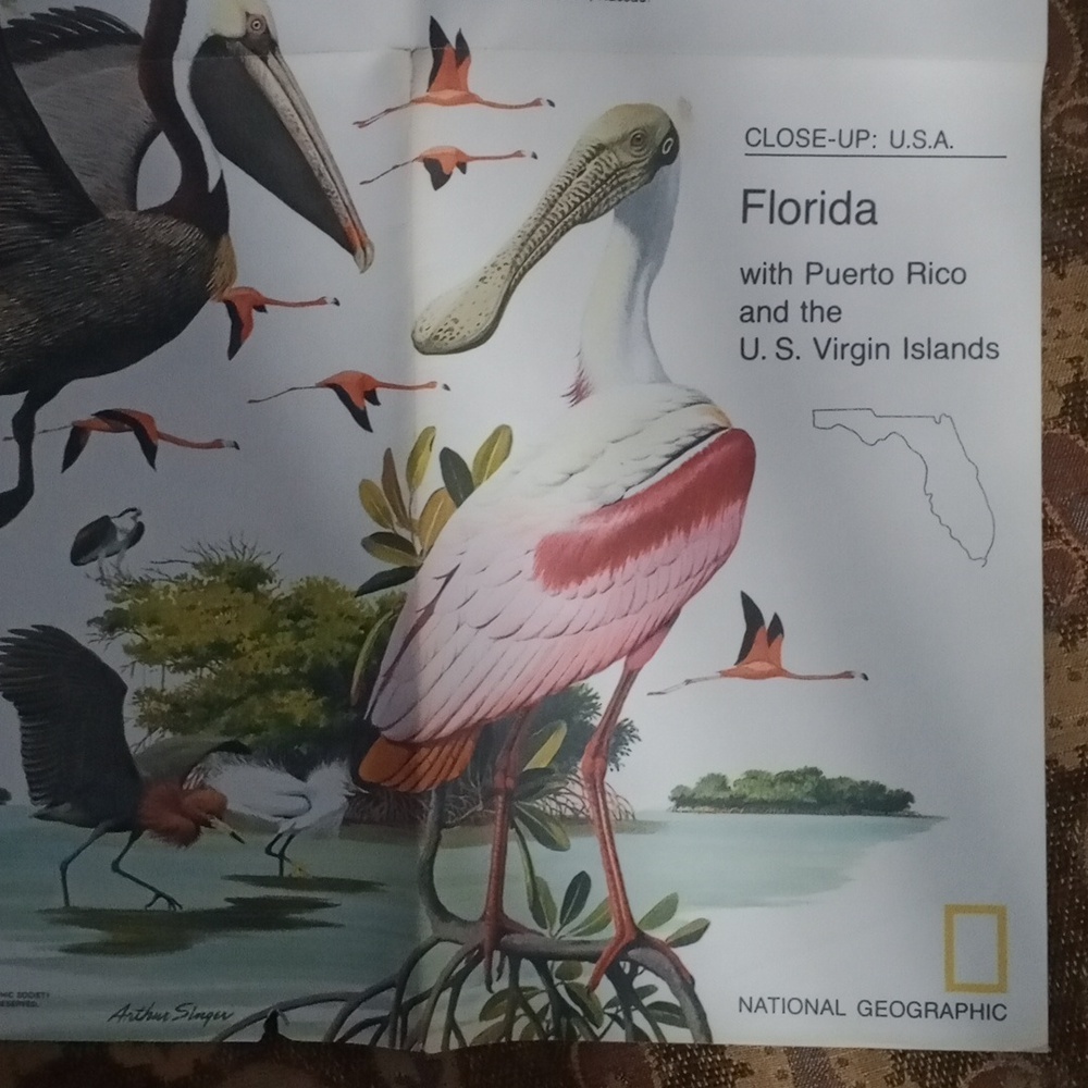 National Geographic Bird Illustration Poster